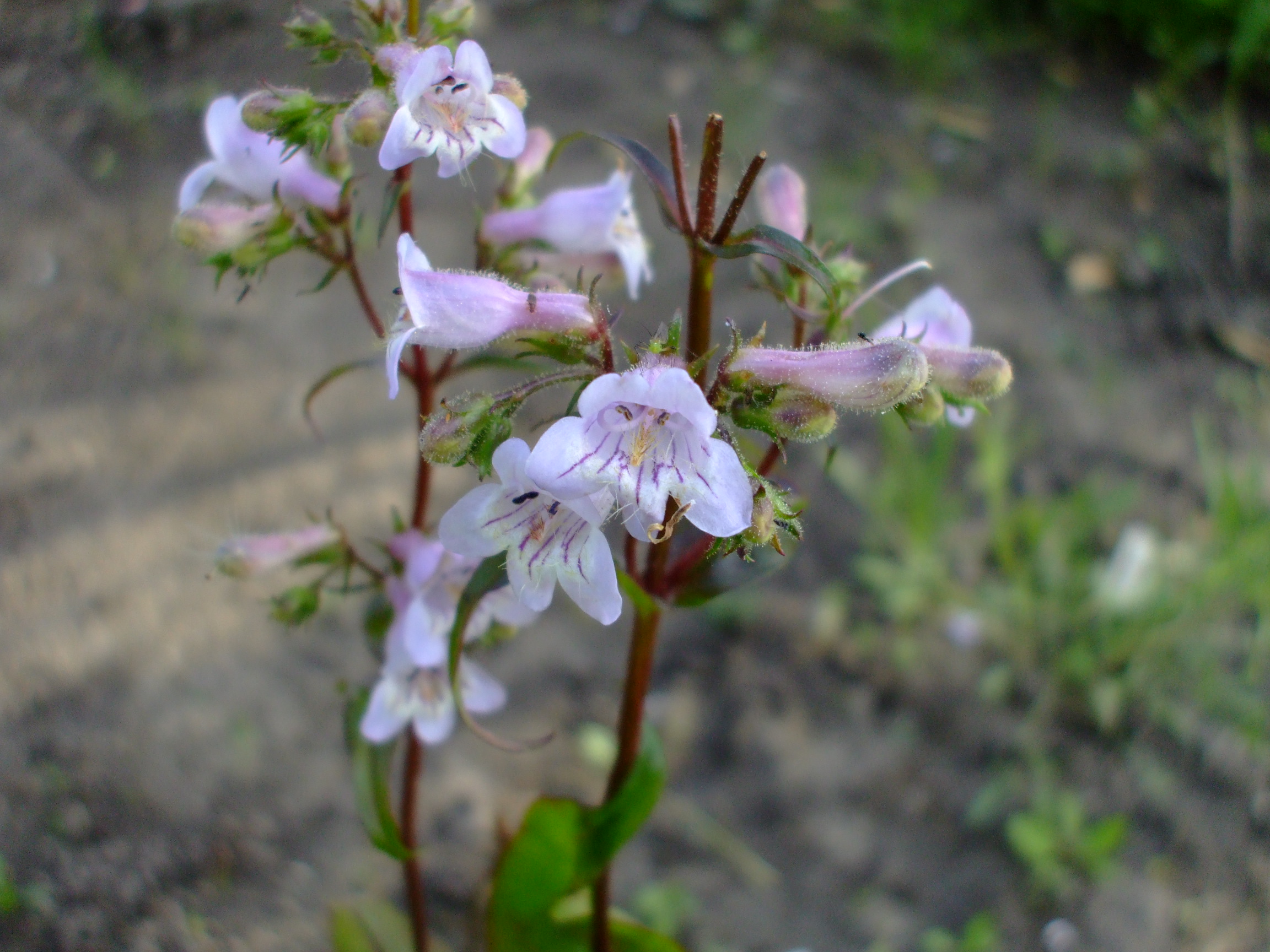 Penstemon laevigatus